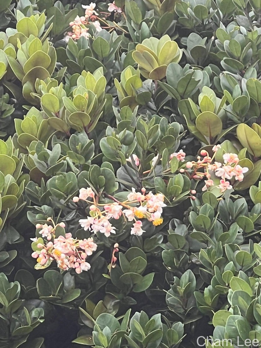 Calophyllum trapezifolium Thwaites